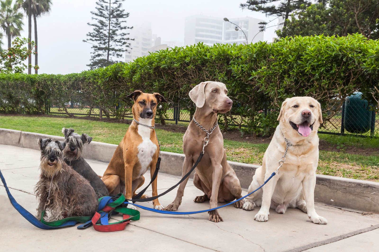 Pet Walking, Grooming, Boarding
